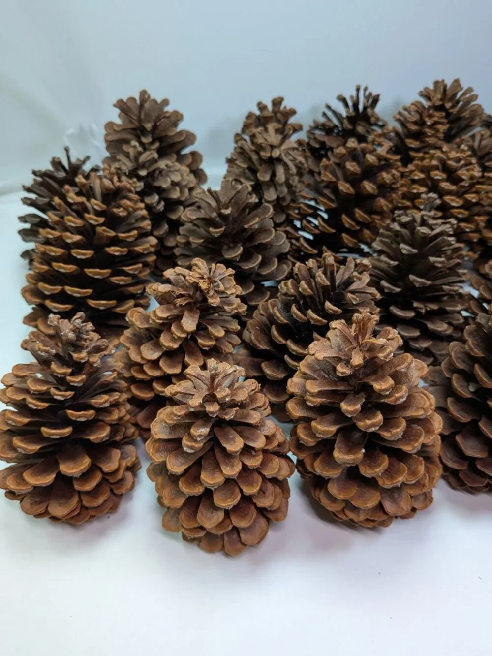 30 Natural Pinecones Lot 3